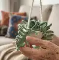 Fern Plant Car Pattern step 3 - details and accessories