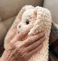 Bunny Amigurumi Pattern step 3 - details and accessories
