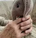 Bubba the Elephant Amigurumi Pattern step 3 - details and accessories