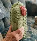 Crochet Cactus Pillow Pattern step 2 - assembly progress