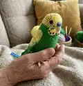 Budgerigar Amigurumi Pattern step 1 - construction progress